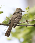 Great Crested Flycatcher 1445